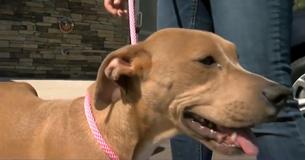 A Mistreated Dog Makes Great Recovery