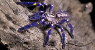 Spider Species Called Peacock Tarantula Actually Looks Striking