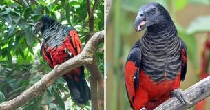 Dracula Parrot Is A Real Goth Among Birds And It's Frightfully Arresting