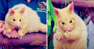 Veterinary Clinic Rescues Adorable Golden Possum Which Resembles Pikachu