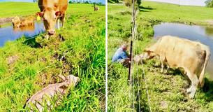 Mother Cow Standing At Farm Fence Begs Stranger To Save Her Newborn Calf