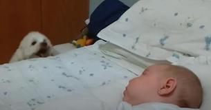Ce chiot dynamique déclenche un éclat de rire en essayant de jouer avec un bébé