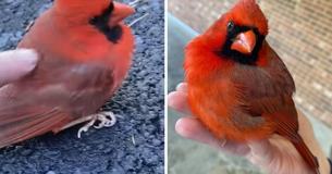 Une mère retrouve un cardinal blessé et lui donne des soins pour qu'il se retrouve en bonne santé