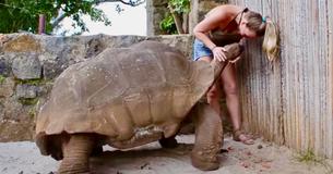 Une tortue géante centenaire suscite une admiration totale