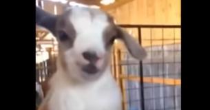 Les bébés chèvres qui sautent sur les toits sont très adorables pour que les spectateurs ne tombent pas de leur chaise