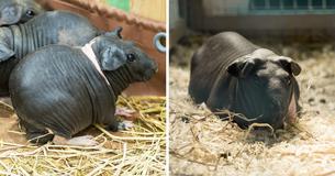 Les skinny Pigs sont une race de cochons d'Inde qui ressemblent à des hippopotames miniatures. 