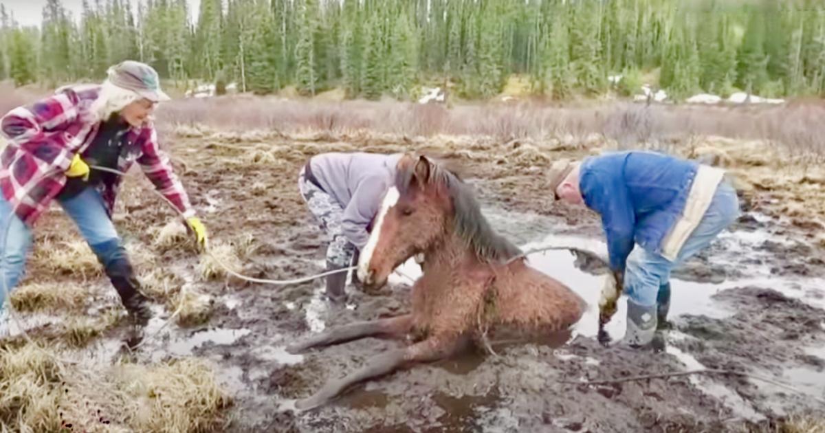 Rescuers Free Wild Horse Stuck In A Muddy Pond For Five Hours