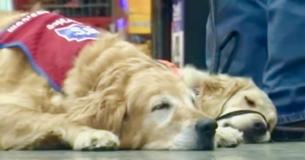 Disabled Veteran Is Unable To Work Without His Service Dog – Hardware Store Hires Them Both