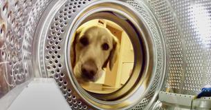 Golden Retriever Takes Back Her Teddy Bear From Washing Machine
