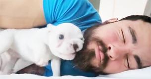Man’s New Puppy Alarm Clock Is Adorable French Bulldog