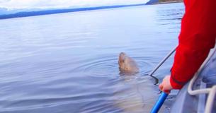 Injured Stellar Sea Lion Freed From Entanglement By Rescue Team