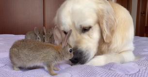 Bunnies Huddle Around Dog They Perceive As Mom For Protection