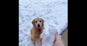 Dog Goes Completely Crazy Because He Loses His Snowball Amidst The Snow