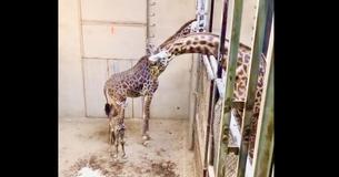 Baby Giraffe Meets His Father And Herd For First Time—Parents Embrace At The End