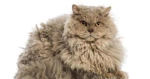 Poodle Cat Breed Is Adorable Internet Sensation We Need Today
