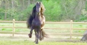 Stallion Gets Titled 'World's Handsomest Horse'