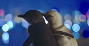 Bereaved Penguins Sighted Comforting Each Other