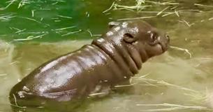 Zoo’s First Pygmy Hippo In Thirty Years Is Cutest Newborn Ever