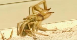 Guy Finds Nightmare Creature That's Similar To Spider And Scorpion Hybrid