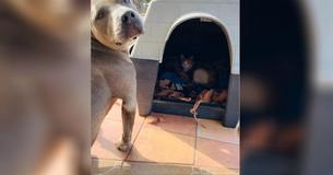 Un gentil pitbull offre sa niche à une chatte errante enceinte et assure la garde pendant qu'elle accouche