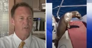 L'adorable petit lion de mer a sauté sur le bateau et a fait un câlin au conducteur