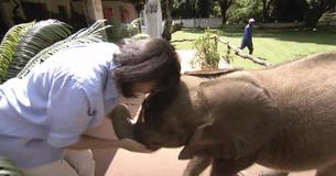 Une femme a sauvé un bébé éléphant, et maintenant il la suit partout avec amour