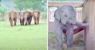 Un troupeau d'éléphants court pour accueillir un nouveau bébé
