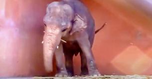 Cher in tranen van vreugde nadat eenzame olifant de vrijheid krijgt