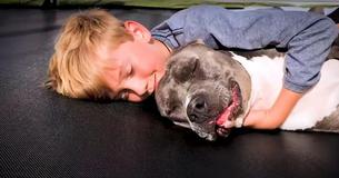 Dog Who Wouldn’t Fight Back In The Ring Gets Hug She’s Long Deserved