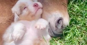 Puppy snuffelt en knuffelt met veulentje en het is superschattig om te zien.