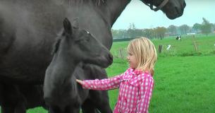 Small Girl Makes Friends With Dazzling, Black Newborn Horse