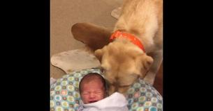 Labrador Stops Newborn Baby's Cries