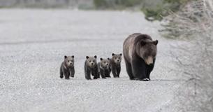 Une maman grizzly 24 ans sort de son hibernation avec quatre adorables bébés oursons