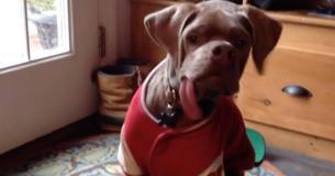 Rejected ‘Ugly’ Pup Finds A Joyful Home
