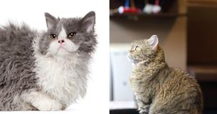 Poodle Cats Are Unlike Any Cat Because Of Their Fluffy Curls