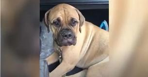 Un chien fidèle marche 200 km avec les larmes aux yeux pour retrouver son propriétaire qui l'a abandonné 