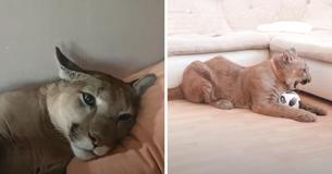 Puma Rescued From Zoo Now Living Good Life As House Kitty