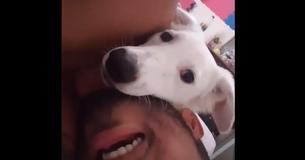 Rejected Dog Dozed Off On Rescuer's Shoulder Once He Knew He Was Safe