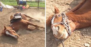 Horse Dislikes People Riding Him, So He Plays Dead
