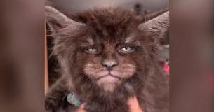 Un clip bizarre montre une collection de chatons semblant avoir des visages humains