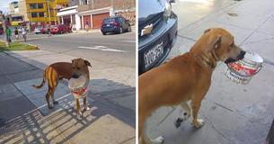 Un chien errant assoiffé pendant des jours trouve un seau vide et l'utilise pour mendier de l'eau