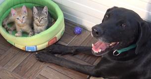 Rescue Dog Fosters Tiny Kittens Found Left Alone On Side Of Road