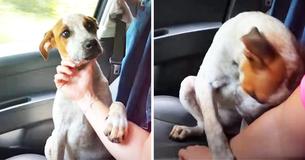 Une femme sauve un chien négligé et enchaîné. Le chien lui attrape la main pour le remercier