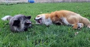 Grey Fox And Red Fox Laugh And Play With Each Other In Adorable Video