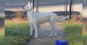 Un cane cieco e sordo sente quando il padrone rientra a casa - è così dolce che ti potrebbe scoppiare il cuore