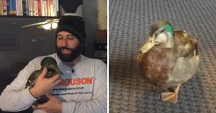 Man Rescues Baby Duckling—Now Duck Doesn't Like Idea Of Leaving New Life And Father That Raised Him