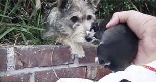 Stray Mama Dog Who Recently Gave Birth Ensures Rescuers Get Her Litter Of Pups