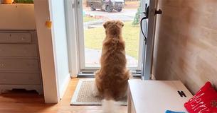 Une chienne est éprise d'un facteur. Sa propriétaire commence à filmer leur routine quotidienne
