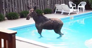 Startled Family Wakes Up, Finds Moose In Family Pool