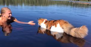 Large Maine Coon Cat Courageously Swims Toward Owner